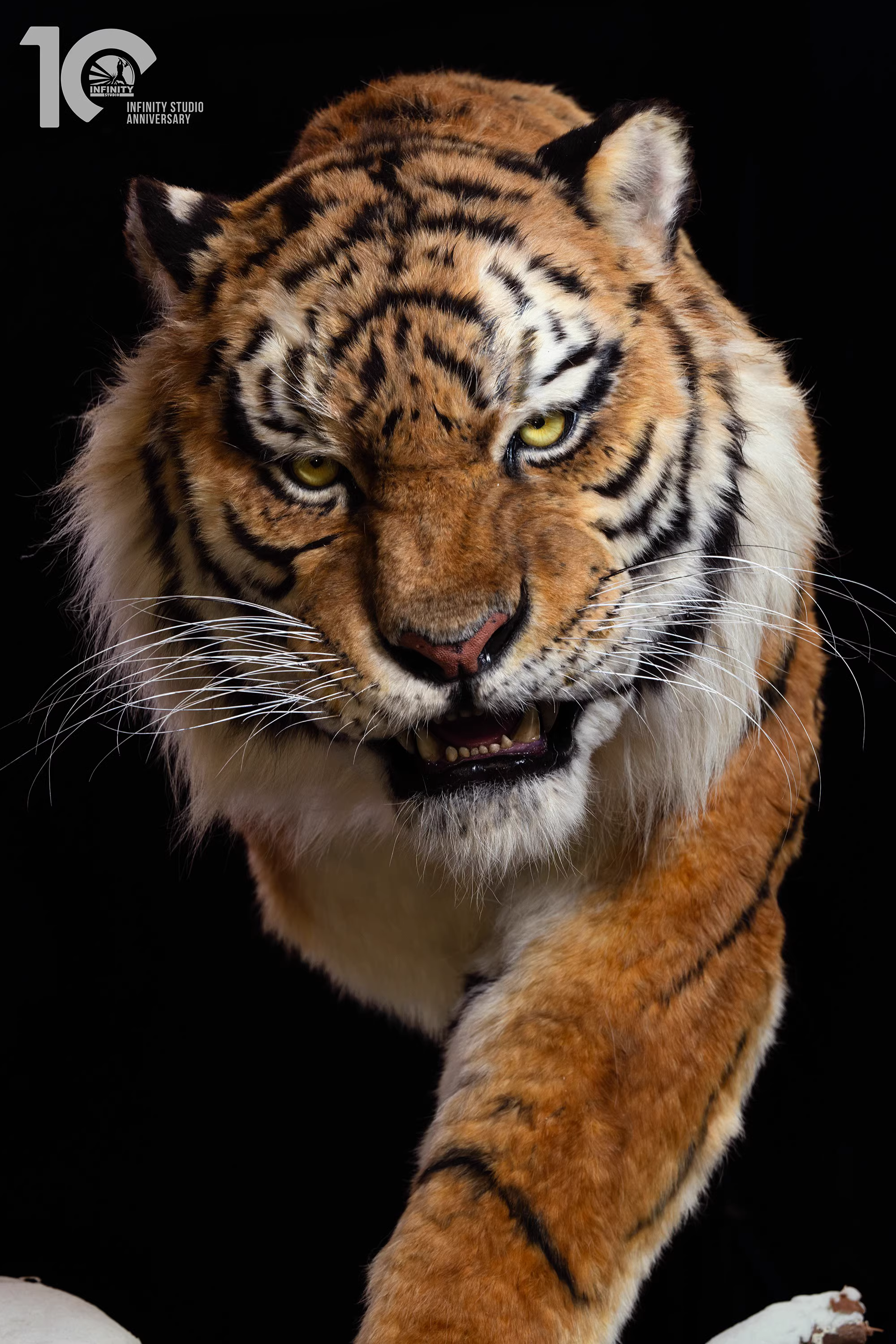 【Pre-sale】1/1 Scale Tiger-Other series-Infinity Studio