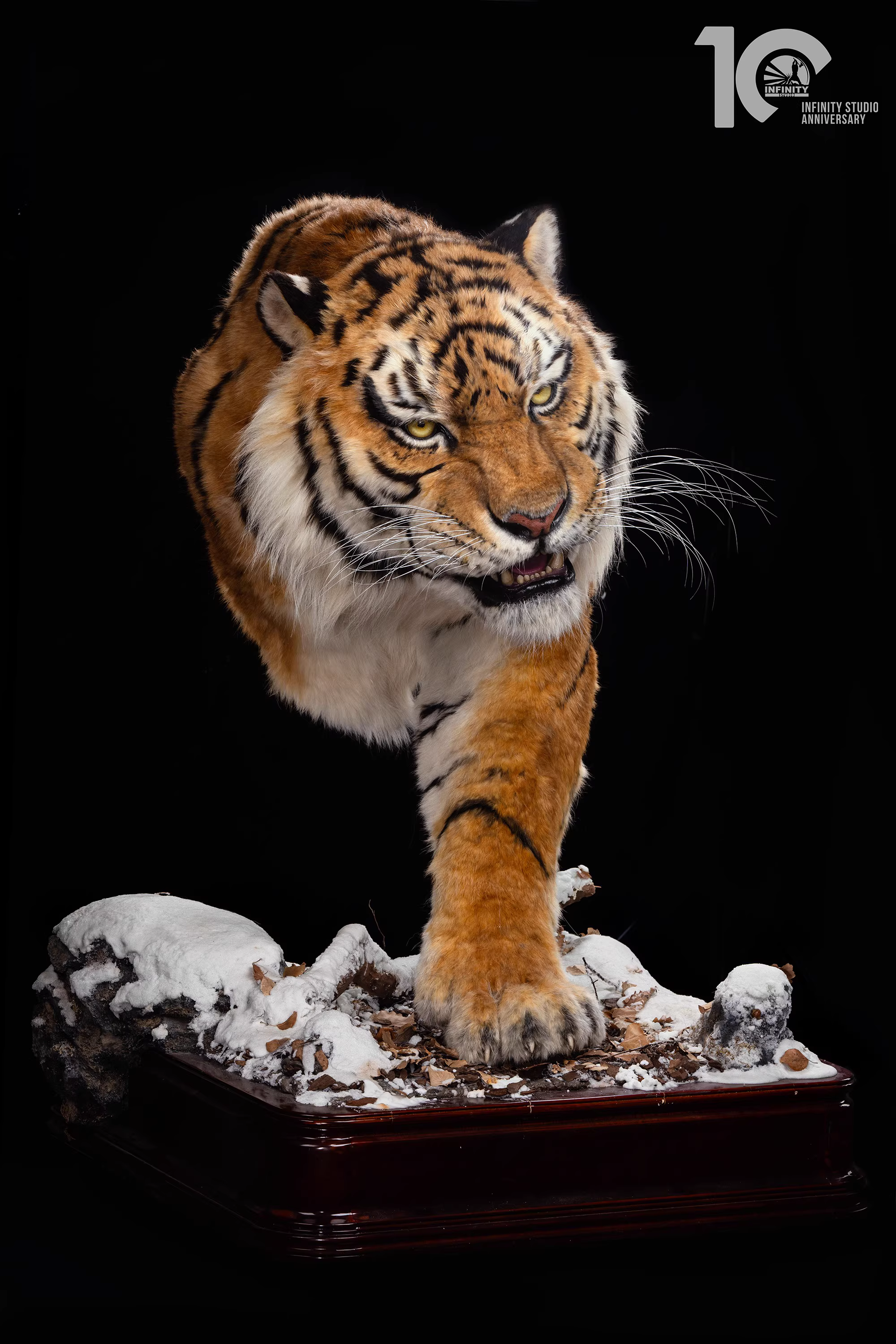 【Pre-sale】1/1 Scale Tiger-Other series-Infinity Studio