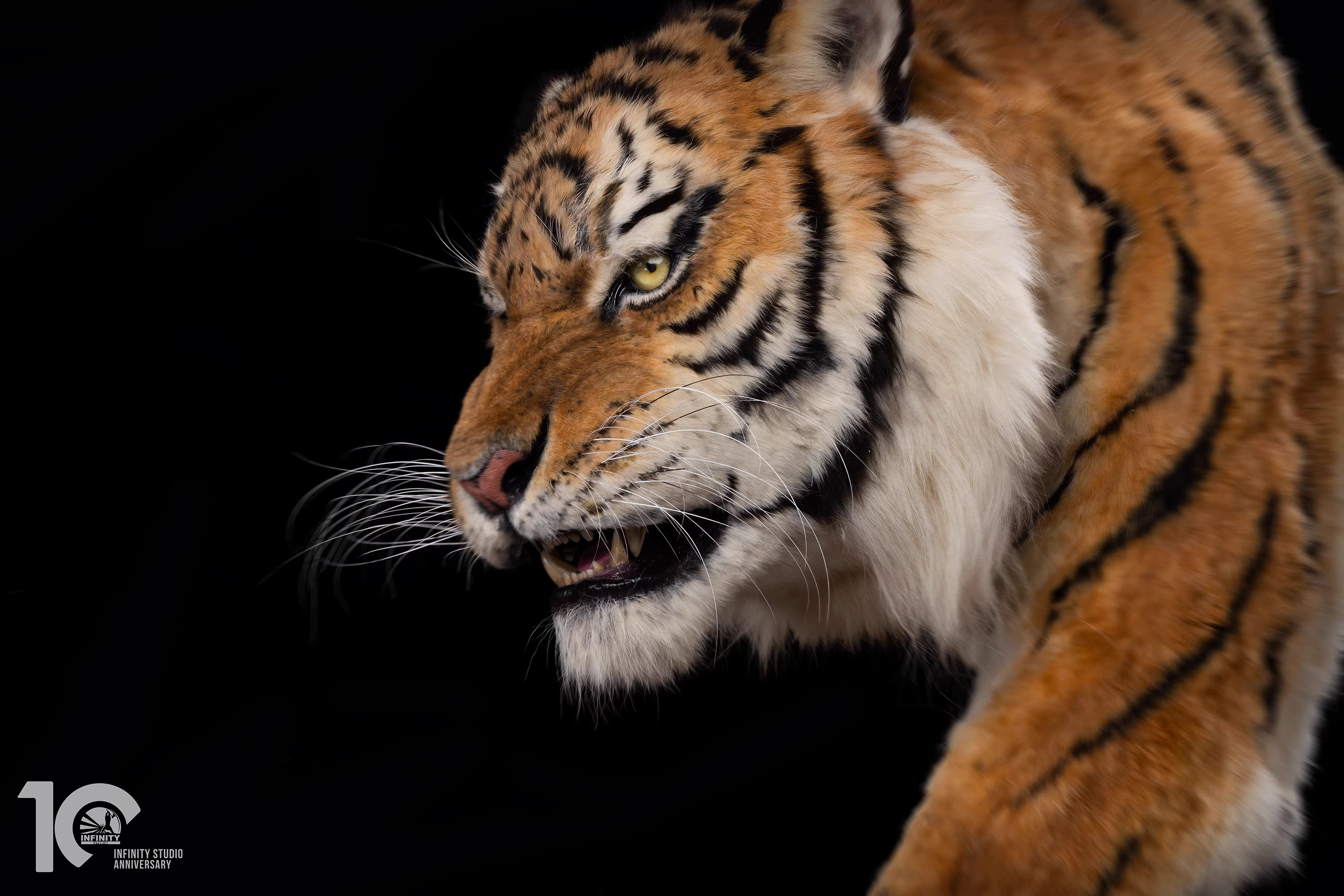 【Pre-sale】1/1 Scale Tiger-Other series-Infinity Studio